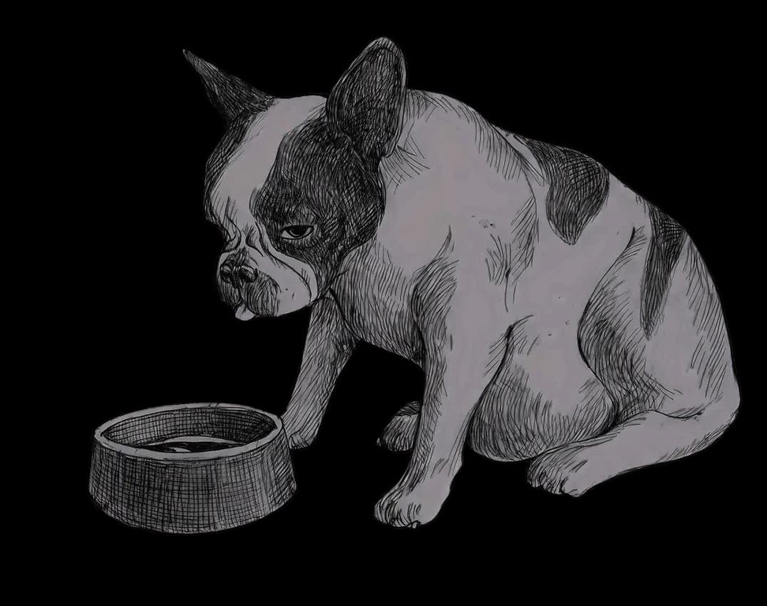 Dog staring at an empty food bowl, symbolizing the "dog food" retirement provided by poor investment advice.