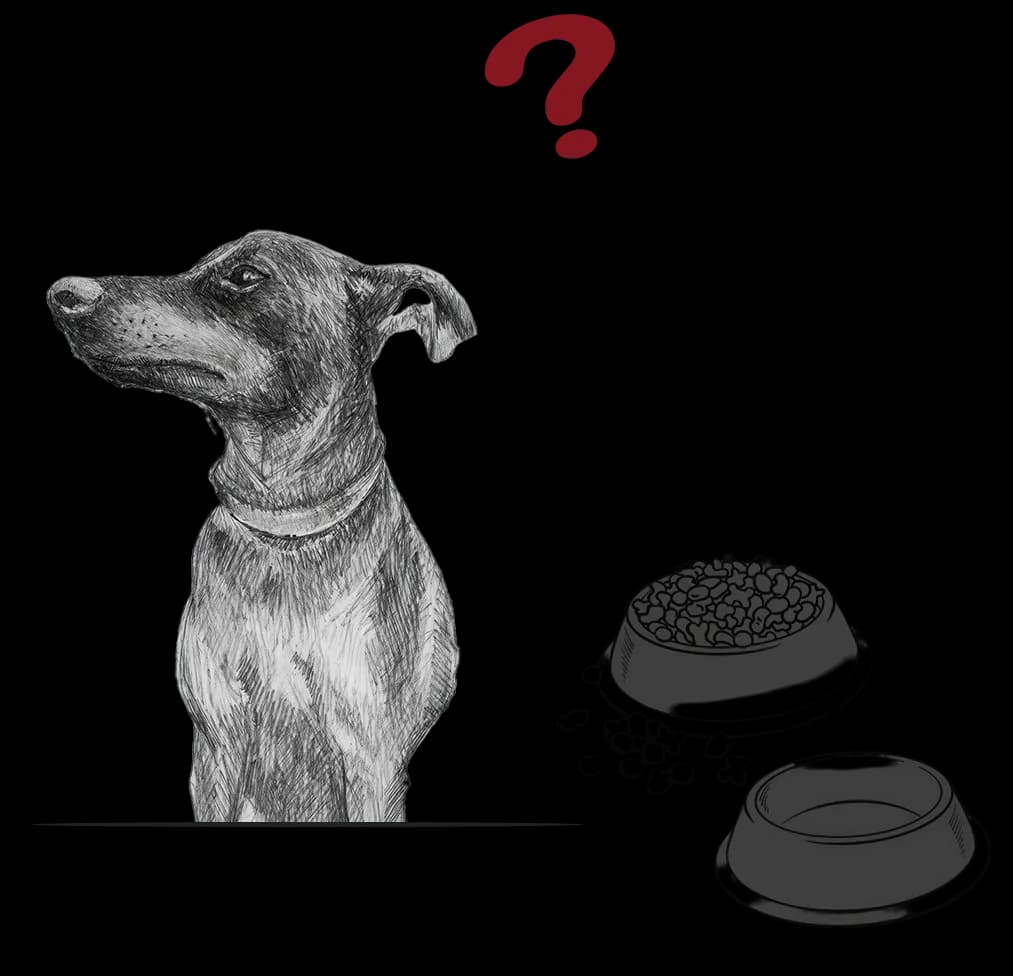 Dog thinking about a full bowl of food, representing a secure retirement achieved with an independent portfolio manager.