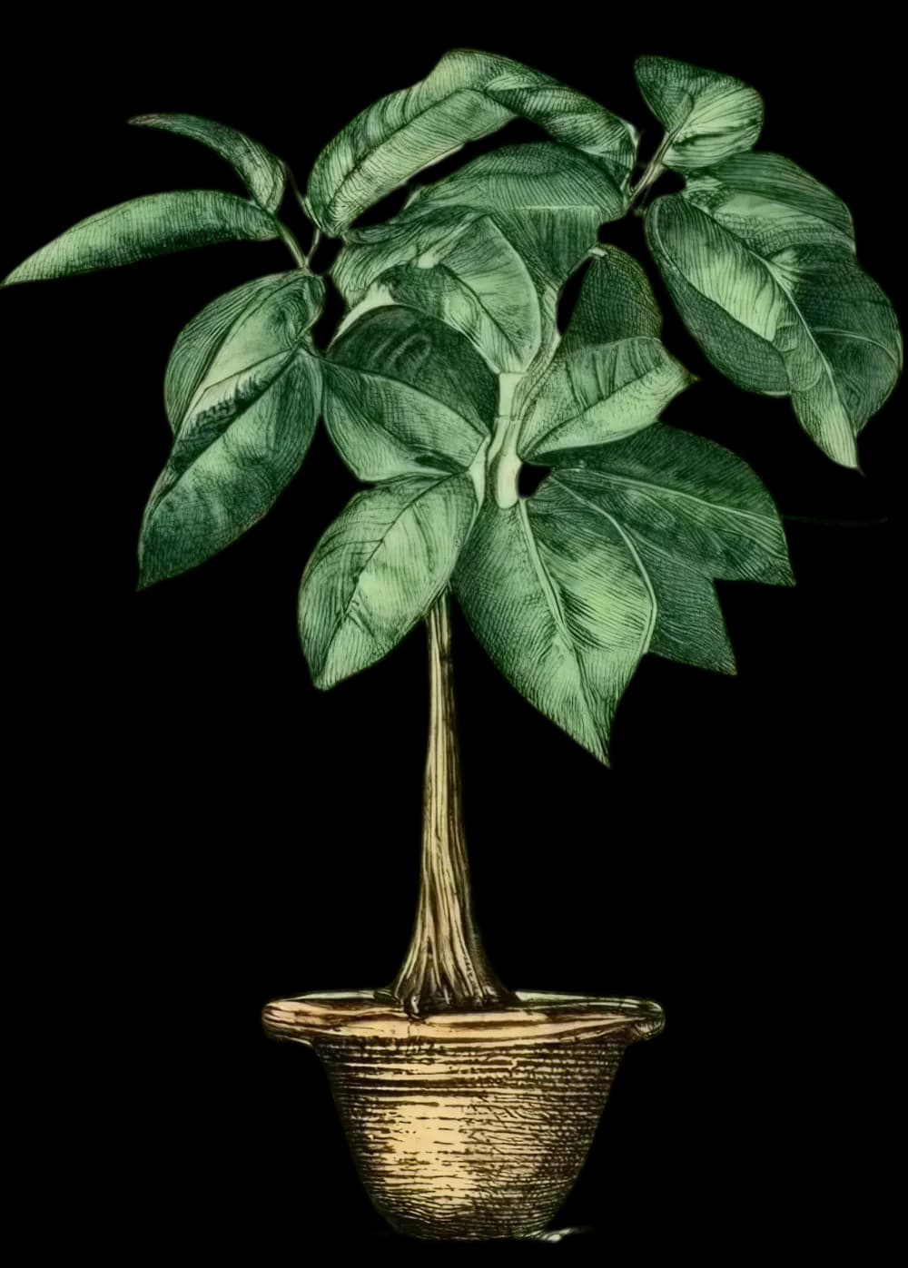 Money tree (Pachira Aquatica) next to contact form, showing how wealth grows when you invest with a Vancouver-based portfolio manager.