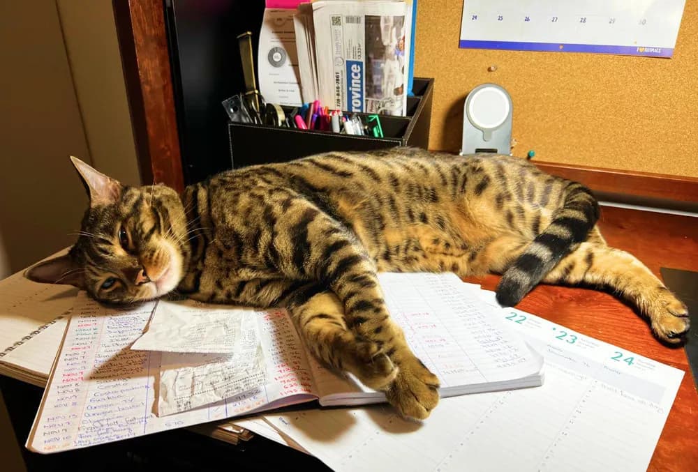 Rex, WPM's Bengal cat and Chief Bengal Officer